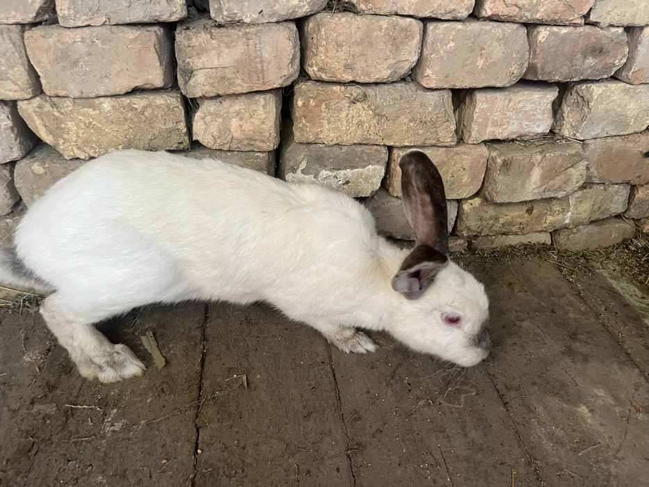 Quyon sotiladi soglom