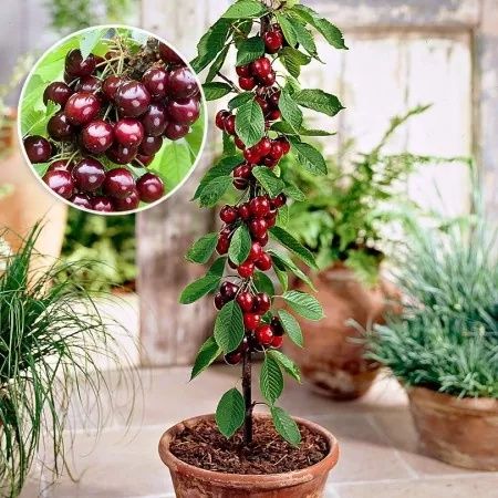 Pomi fructiferi columnari