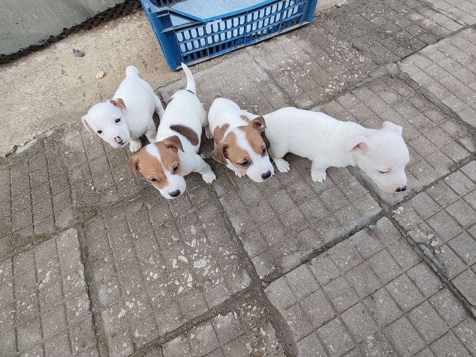 Джак Ръсел Териер