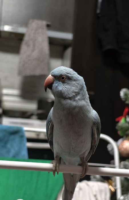 Продавам папагал