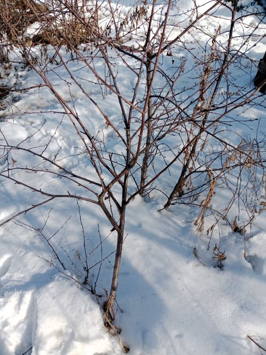 Продам саженцы вишни