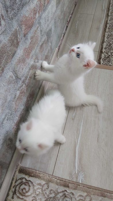 Ангорска котка..