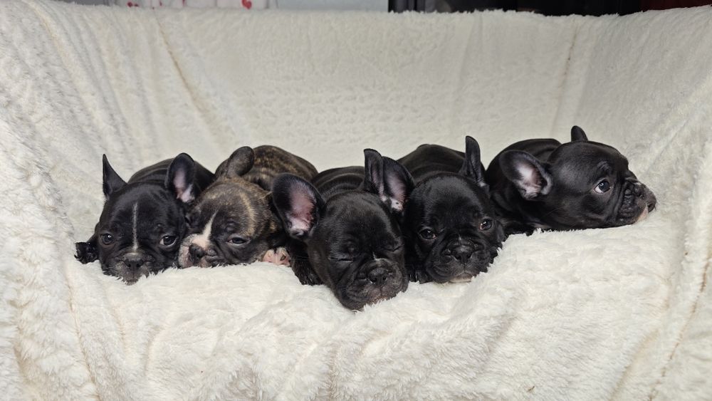 Щенки французского бульдога