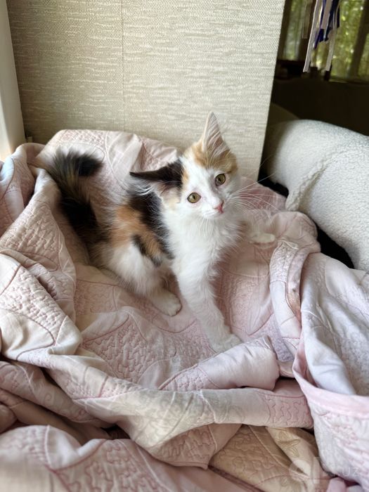 Котенок девочка