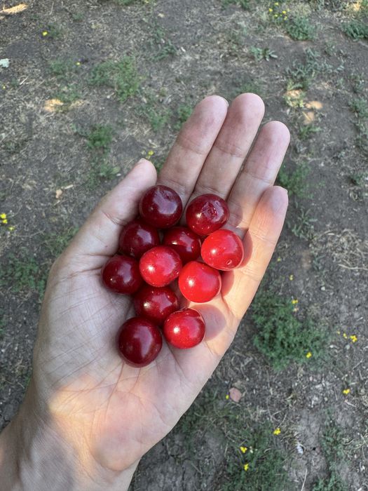 Вишня дачная спелая