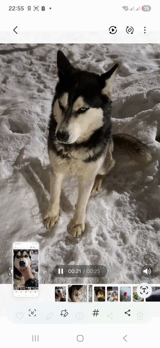 Хаски бесплатно!!!