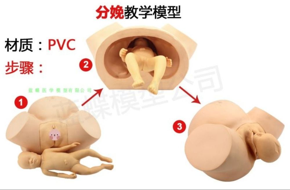 Анатомическая муляж человека или органа человека доставка из Китая