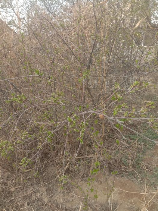 Саженцы вишни шпанка