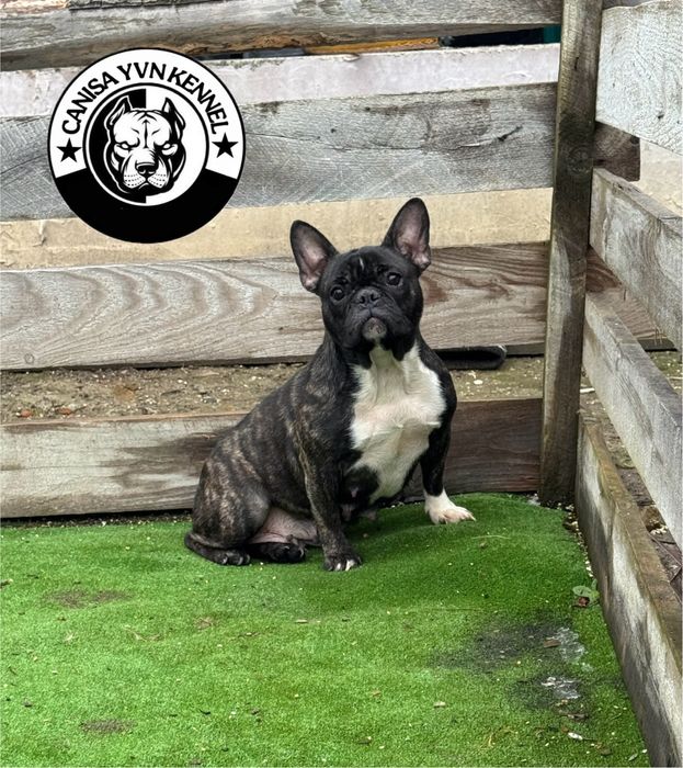 Femela buldog francez