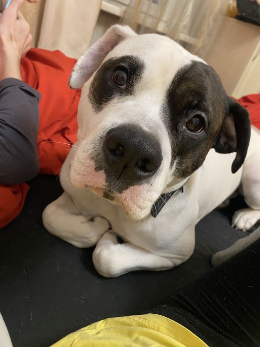 Собака питбуль ищет себе дом