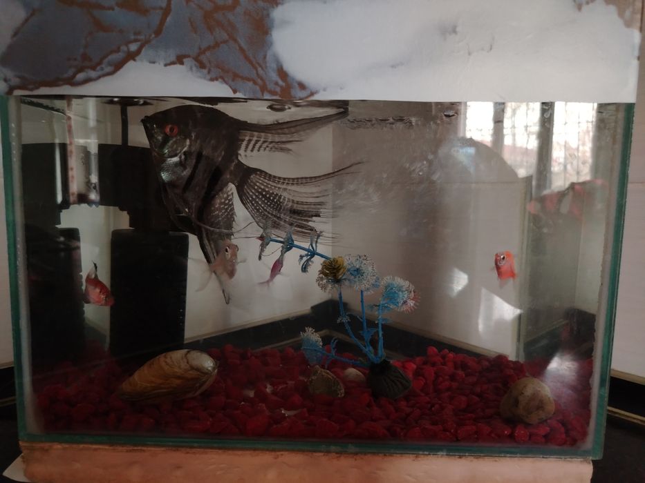 Аквариум сатылады