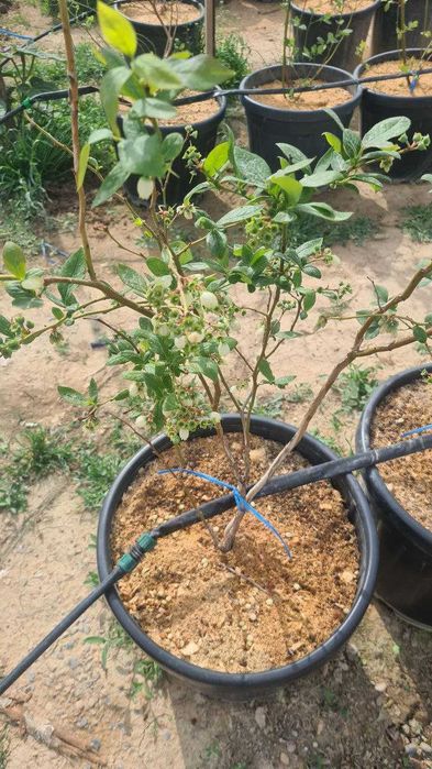 Голубика кучатлари сотувда