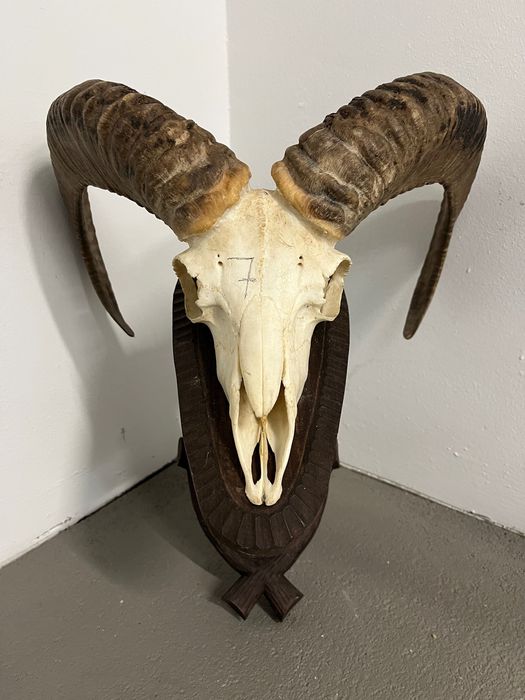Трофеи от муфлони