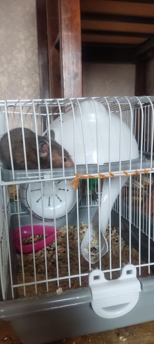 Хомячиха с клеткой