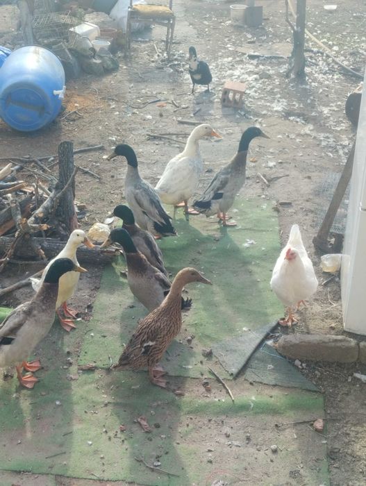 Падки Индийски Бегачи