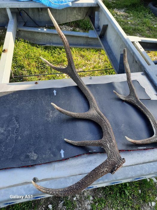 Рога от елен 2 броя
