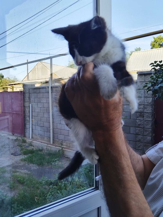 Отдам котят в хорошие руки