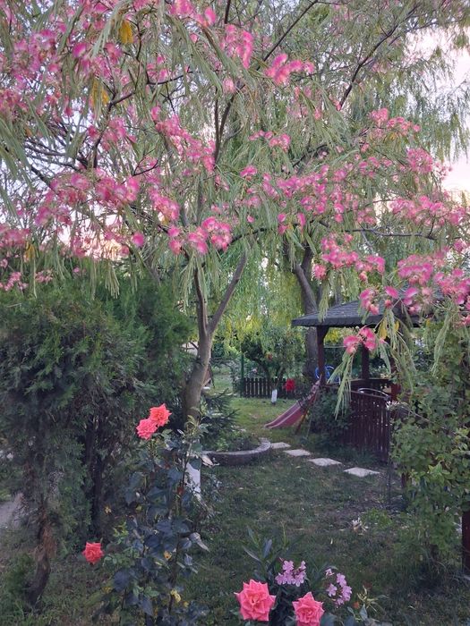 Arbore de mătase (albizzia)