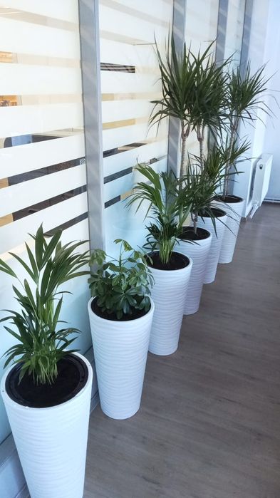 Комнатные растения пересадка уход