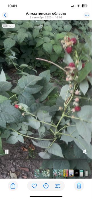 Рассада малины и клубники