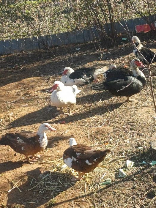 Продаются шипуны (индоутки)