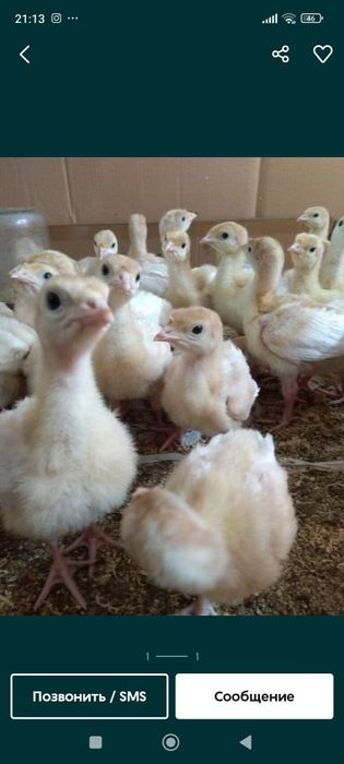 Индюшата продажа