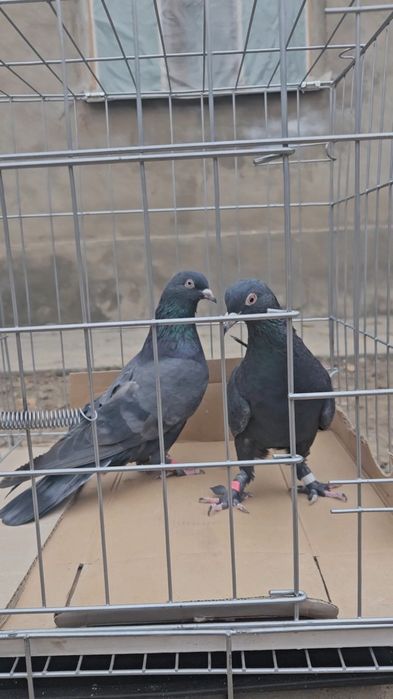 Голуби такла молодняк