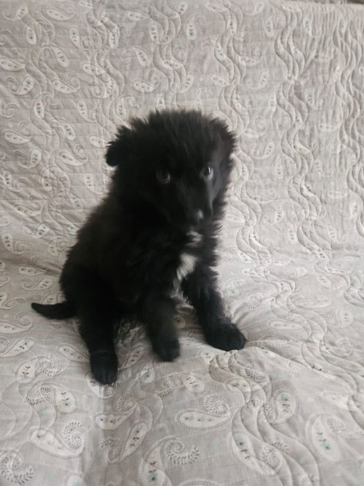 Ищем дом для щенка