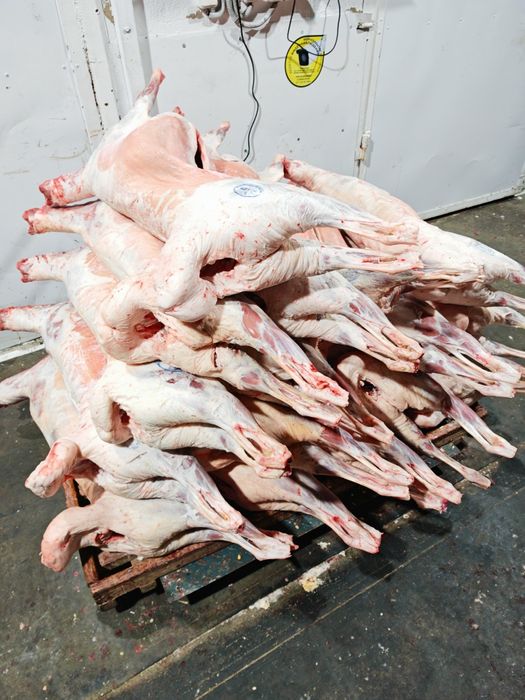 Мясо баранина оптом