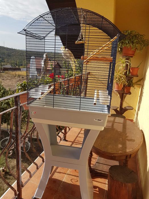 Vând nimfe cu tot cușcă