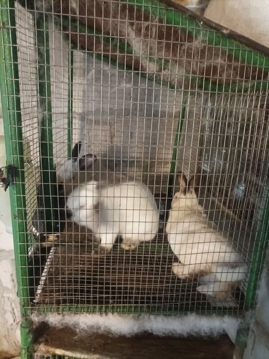 Продавам зайци намират се в Враца