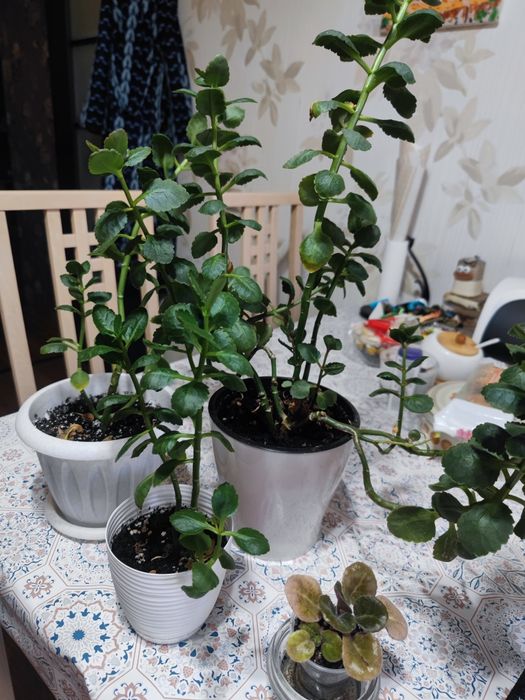 Отдам комнатные цветы