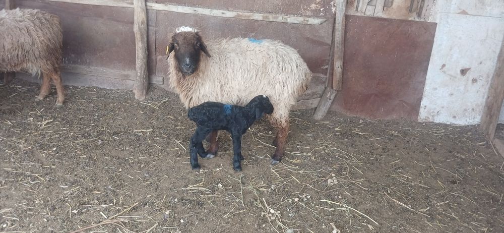 Қозылы қой сатылады