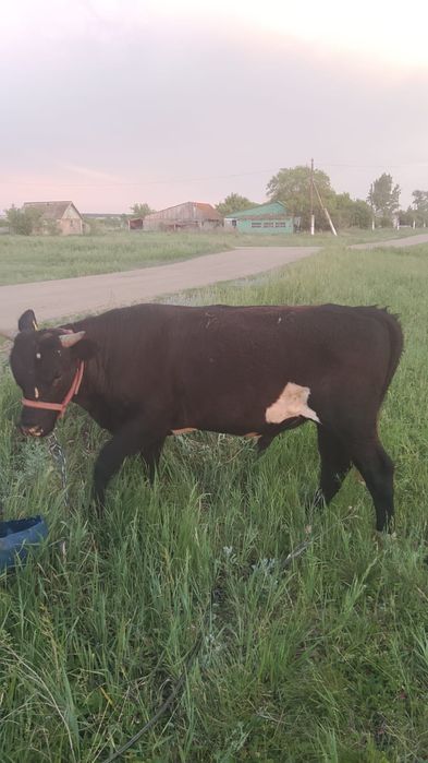 Продам бычка и тёлочку