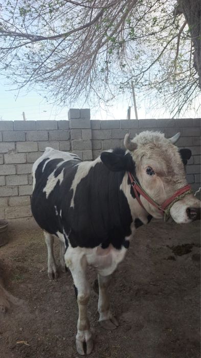 Өгіз бұқа сиыр бык