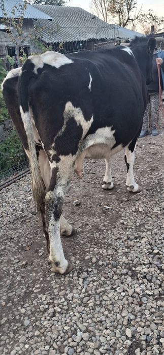 Vaca de vanzare gestanta in 7 luni