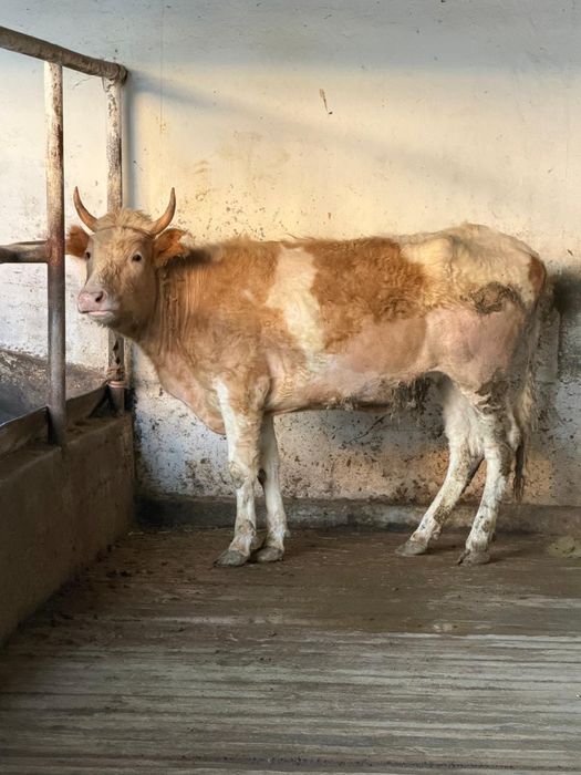 Қашар тумаған бордақы