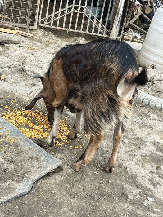 Vând ied , vârstă 1 an , 750 lei negociabil