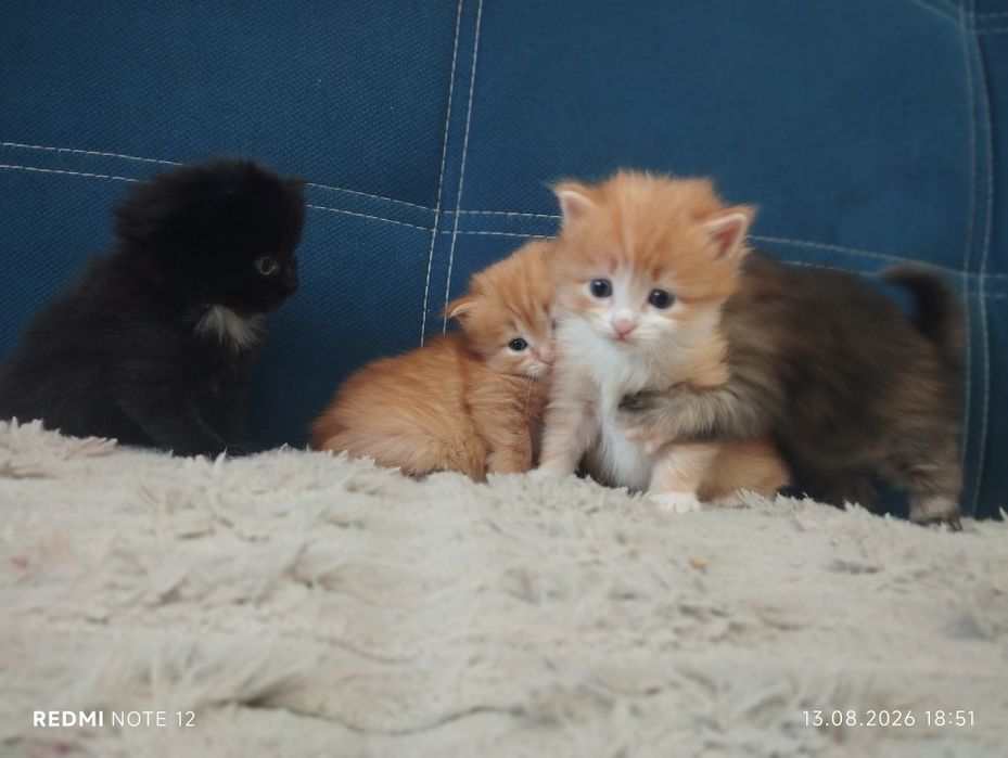 Дарю котят в добрый руки