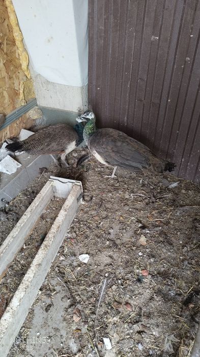 Продаю Павлинов Индийских