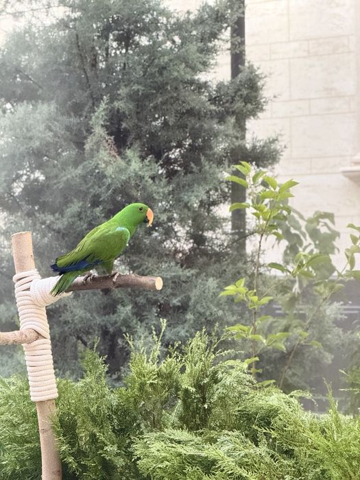 Продается благородный  эклектус