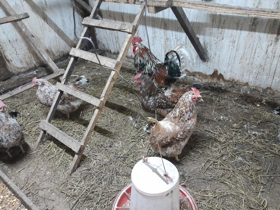 Цыплята шведский блюмен