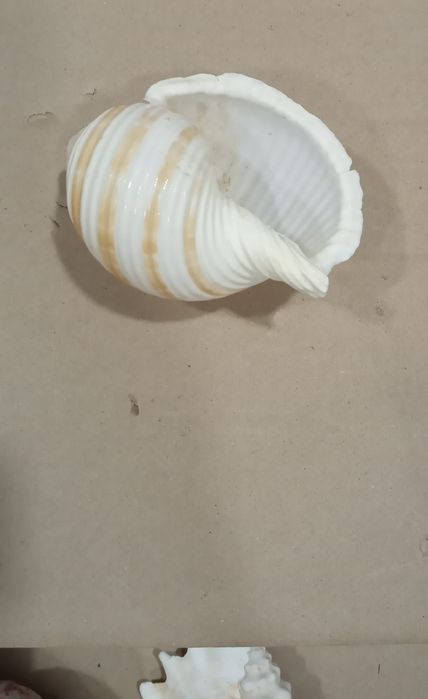 Ракушки для аквариума