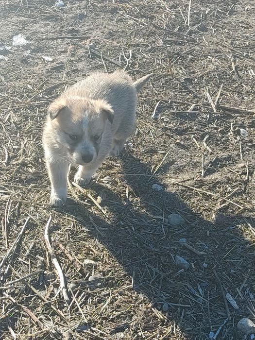 Щенки , мама лайка отец неивестенн