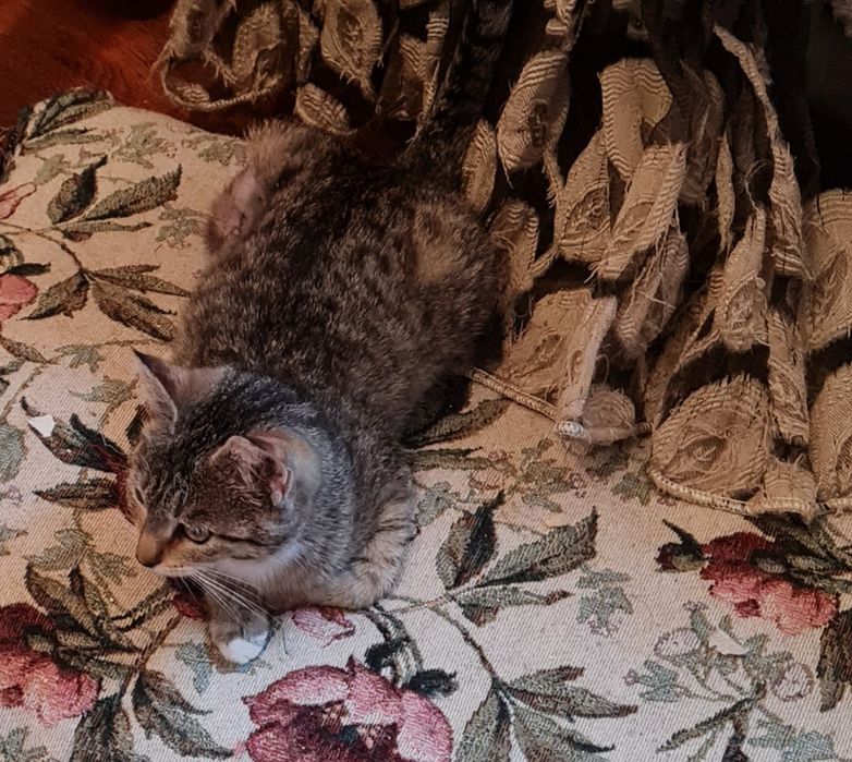 Отдам в добрые руки кошечку