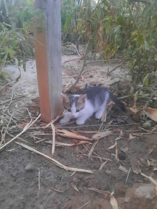 Отдам котят в хорошие руки