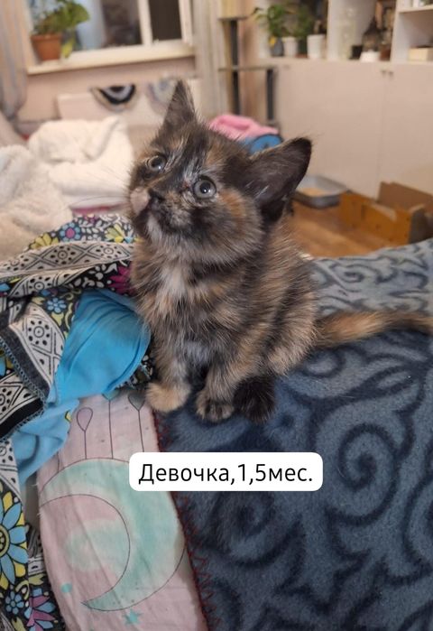 Котята бесплатно⁹