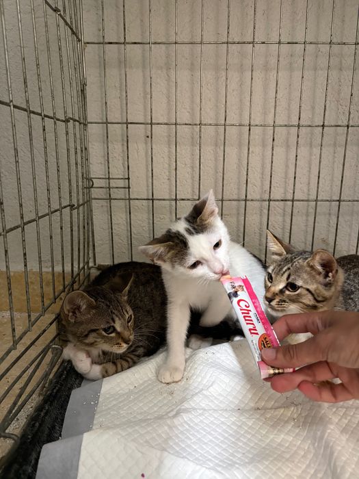 Pui de 2-3 luni pentru adoptie