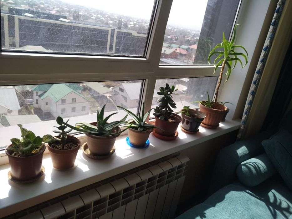 цветы в горшках разные