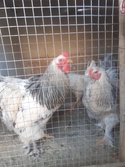 Брама хуроз сотилади